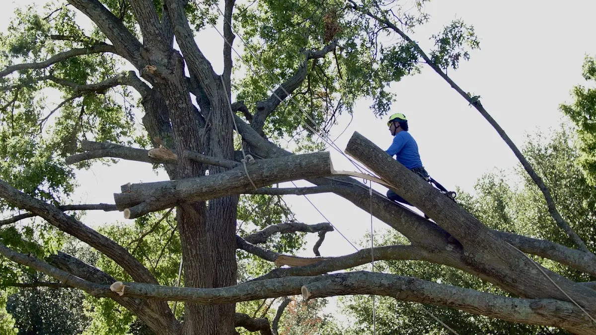 Professional Crown Thinning performed by certified arborists in Woodman