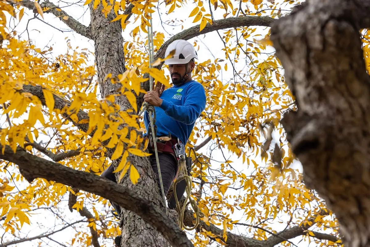 Skilled Tree Transplanting crew working in Woodman