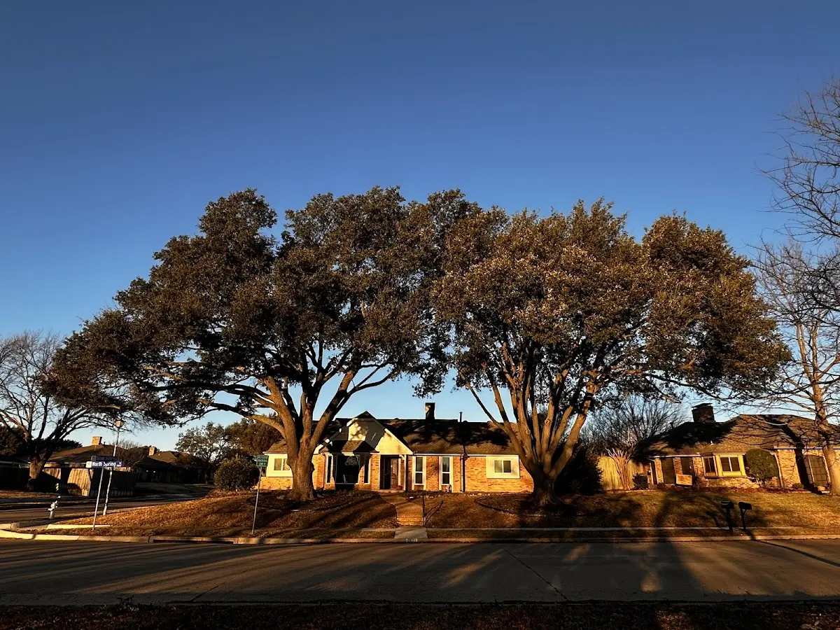 Established residential canopy tree shading a home in Woodman